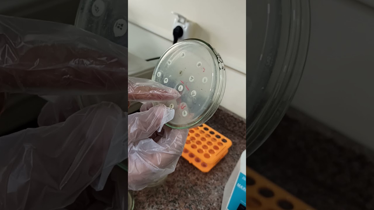 اهميه اختبار الحساسية في الدواجن واختيار المضاد الحيوي المناسب