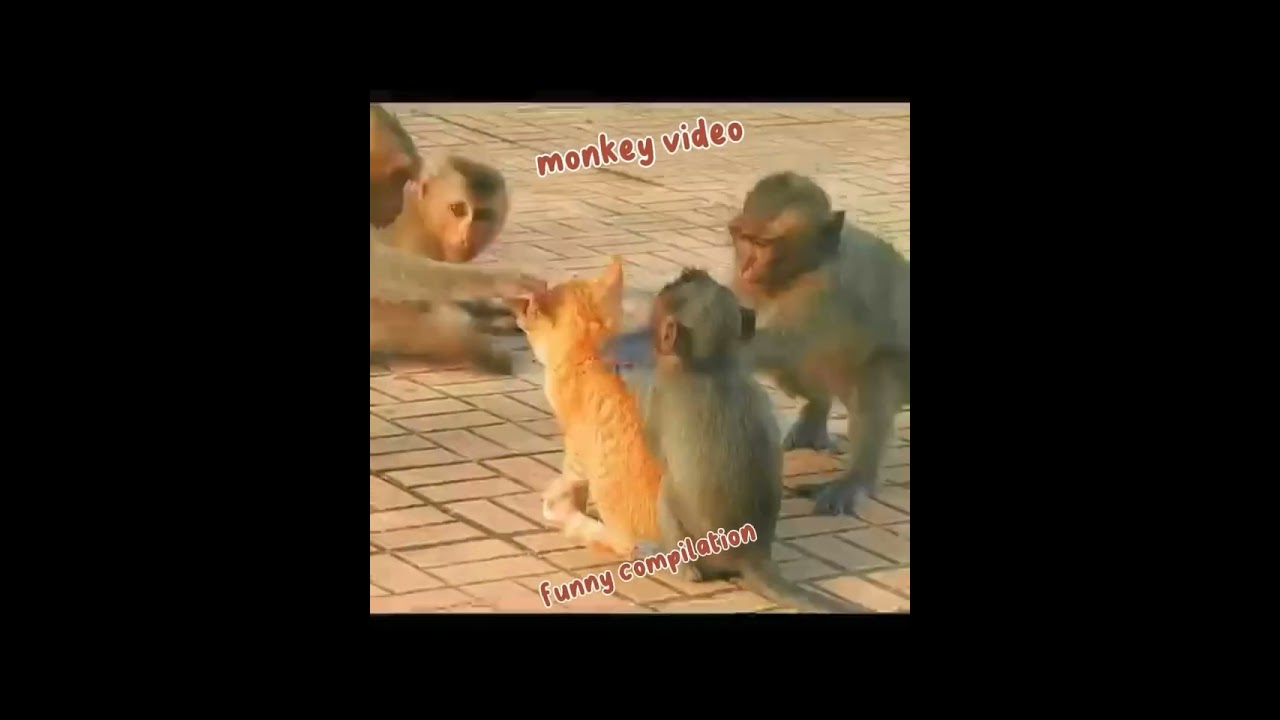 monkey video | funny monkey compilation