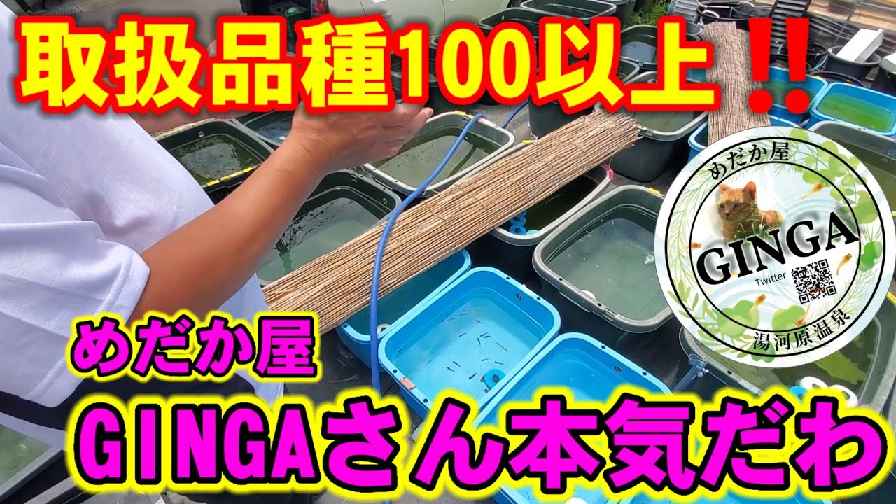 取扱品種数100以上に‼️めだか屋GINGAさんがパワーアップしているらしい【無人メダカ販売所.神奈川県湯河原町】安らぎAQUAちゃんねる