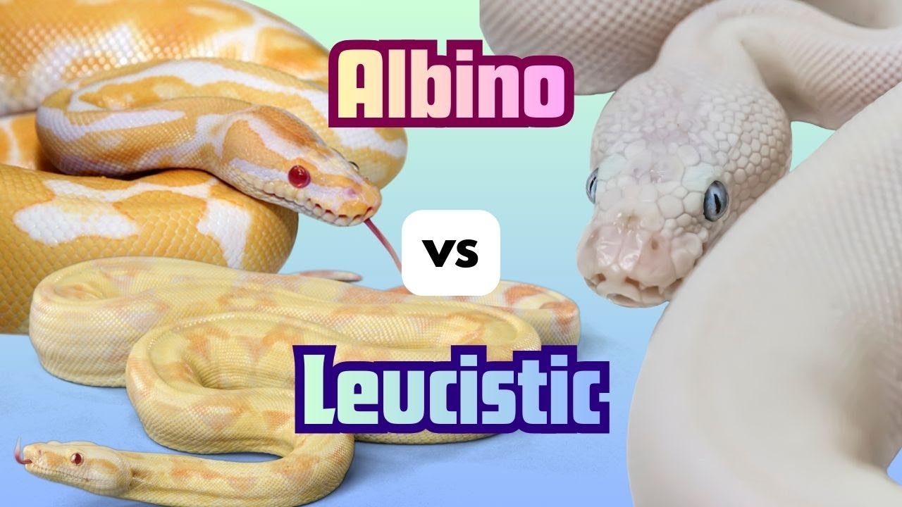 Альбинос и лейкист: в чём разница? | Reptile Genetics Weekly, выпуск 137