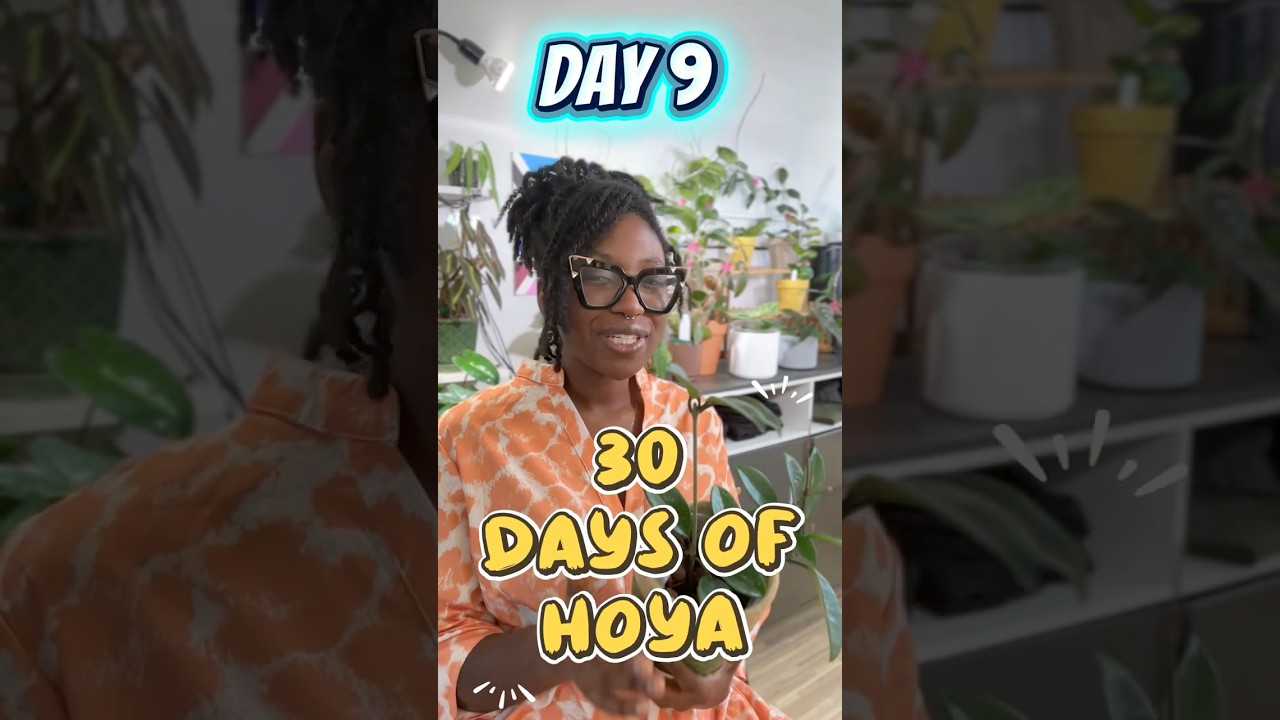 Day 9 of 30 Days of Hoya! 