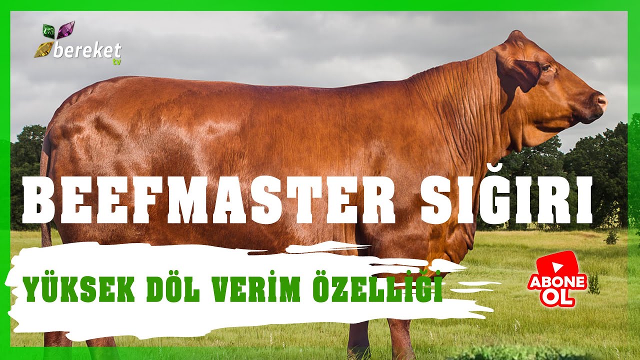 Hayvan Irkları - Beefmaster Sığır Irkı