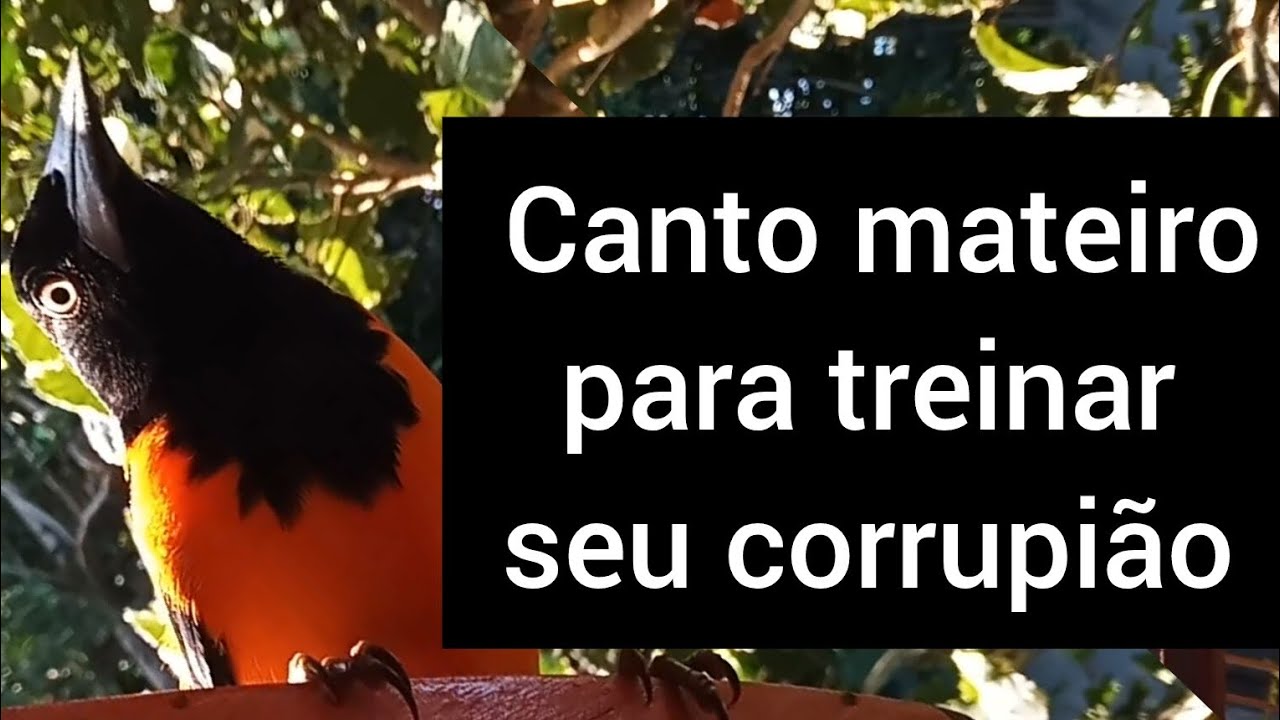 #corrupiao #criação no lar,canto que treino meu filhote e para foguetar seu passaro muito bom