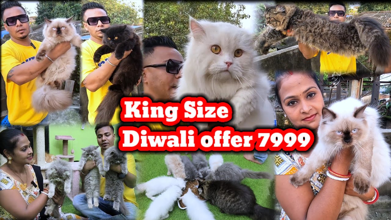 Himalayan cat & Persian kitten Price in kolkata || Persian Cat price || Himalayan cat