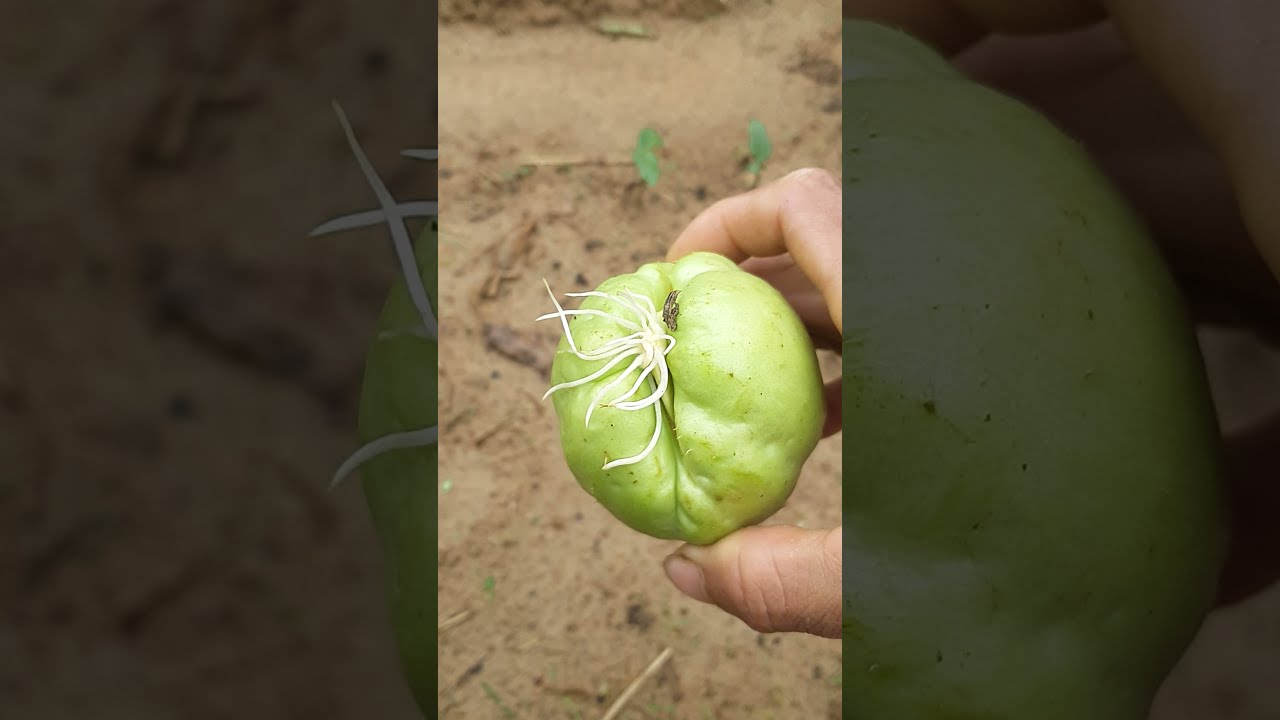 c&aacute;ch trồng susu đơn giản nhất