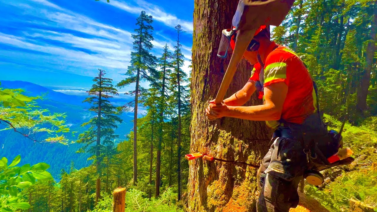 Felling and Bucking Old Growth | Heli-Logging |