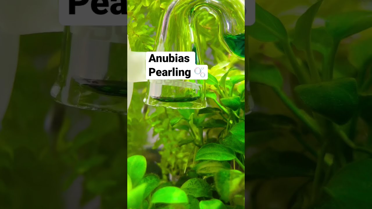 Anubias Pearling 🫧🫧🫧 
