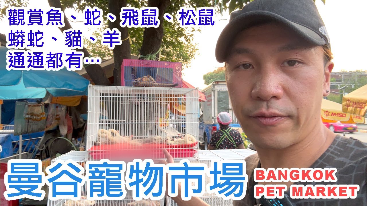 【曼谷竉物市場】#泰國販賣動物日常 觀賞魚、蛇、飛鼠、松鼠、蟒蛇、貓、羊， 通通都有⋯