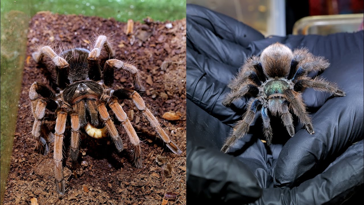 솔라리스와 무레이 / Pamphobeteus sp. solaris vs Aphonopelma mooreae