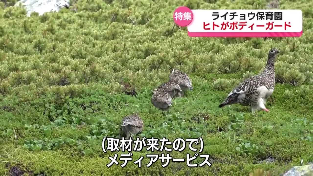 密着！ライチョウ保育園 子育てを人がサポート 中央アルプス 1ヵ月のケージ保護活動とは（2023年8月1日放送「news every.」より）