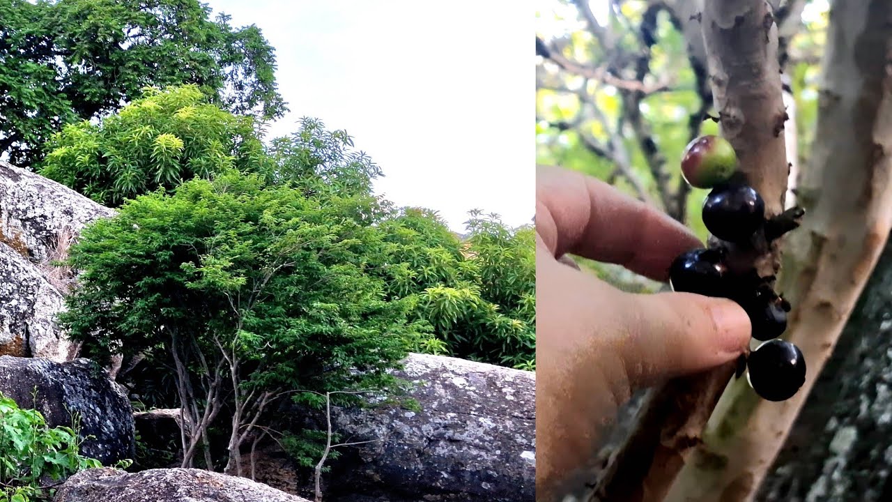É  hoje  agente subiu  á  serra pra pegar jabuti caba🌳