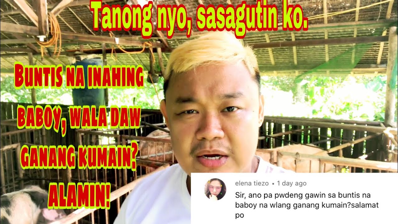 Ano ang sulosyon sa inahing baboy na mahinang kumain habang nagbubuntis | Bexan Sp | Ryan Patenio