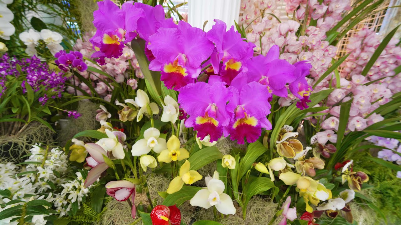 東京ドーム[世界らん展2026】究極の美と多様性に酔いしれる、蘭の殿堂へようこそ　2026.02.09