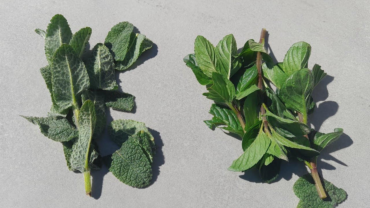 Hierbabuena & Menta  