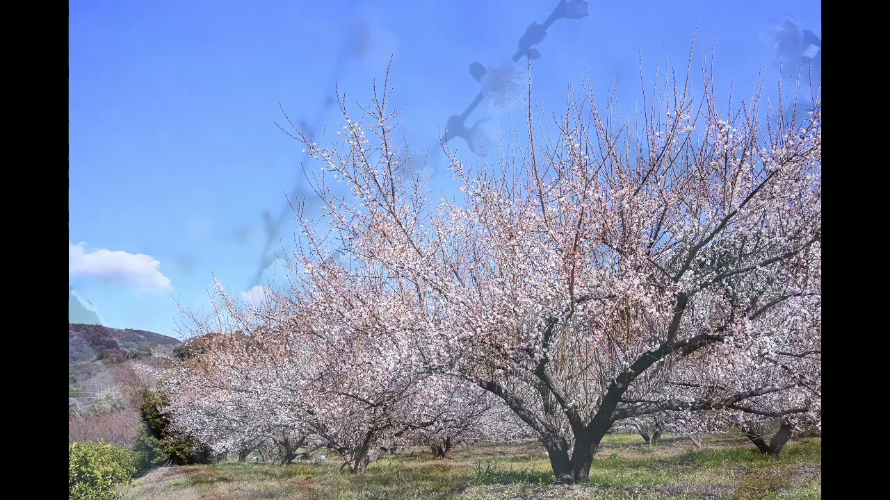 2026年1月22日　梅　曽我梅林（神奈川県小田原市）