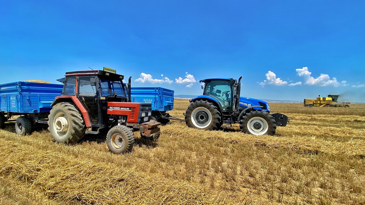 Arpa hasadı başladı! 150 dekar tek parça arpa tarlası