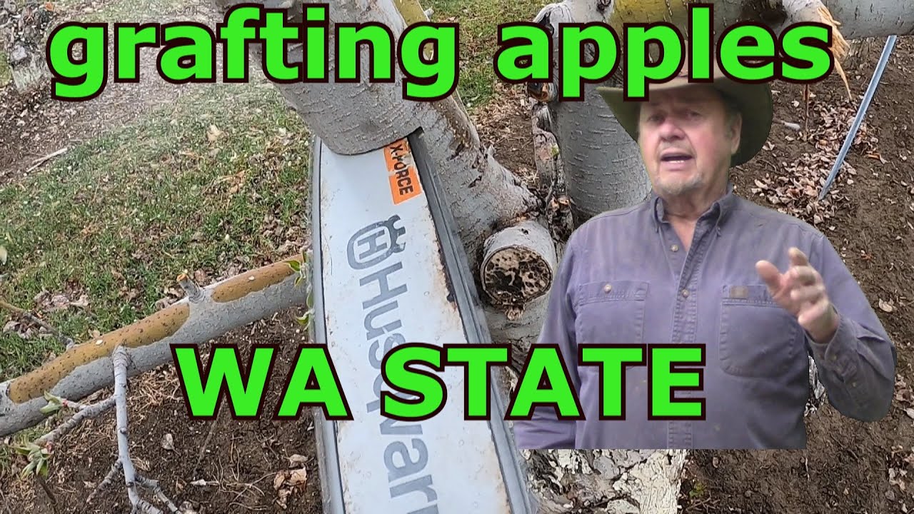 Grafting Apples in WASHINGTON STATE