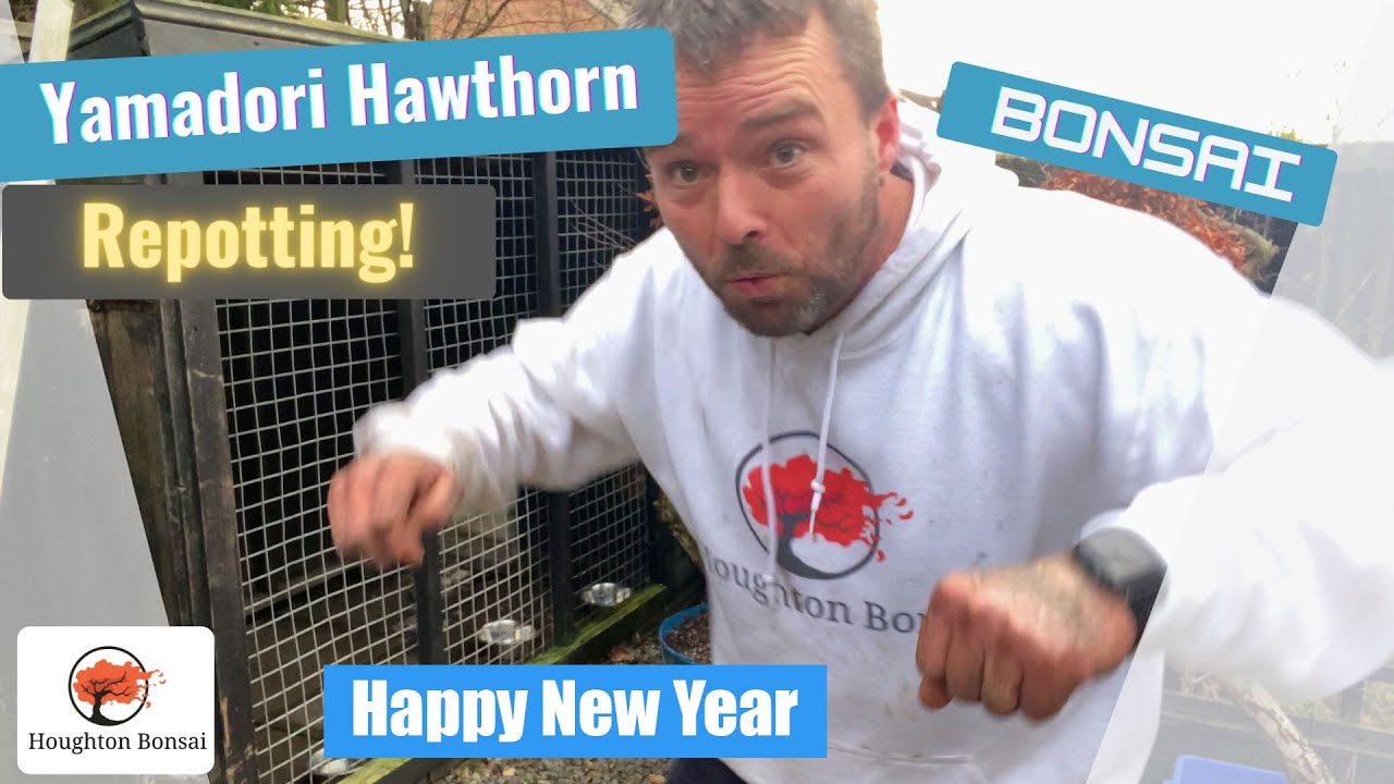 Repotting Yamadori Hawthorn (Dec 2021)
