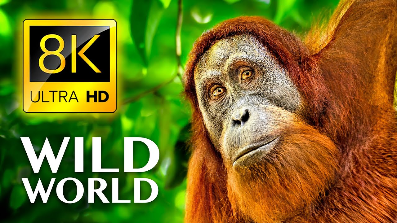 ДИКИЙ МИР, 8K ULTRA HD - дикая природа и животные с реальными звуками природы