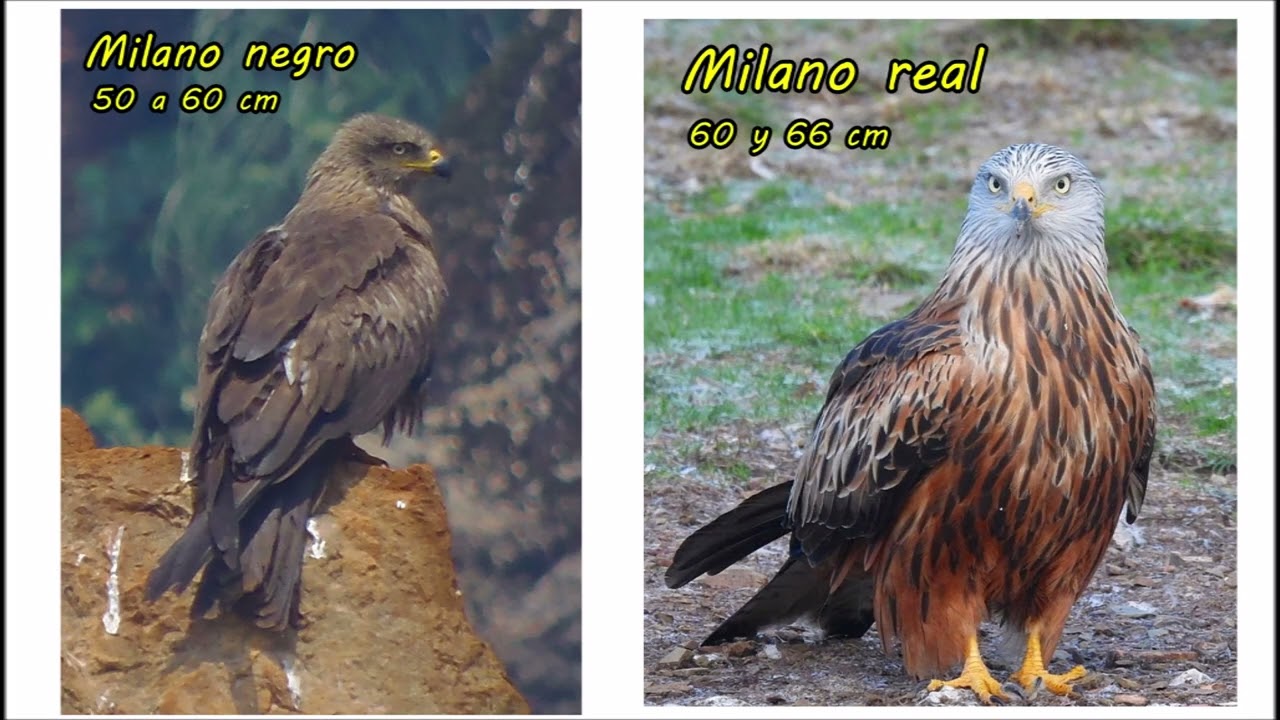Diferencias entre el milano negro y el milano real