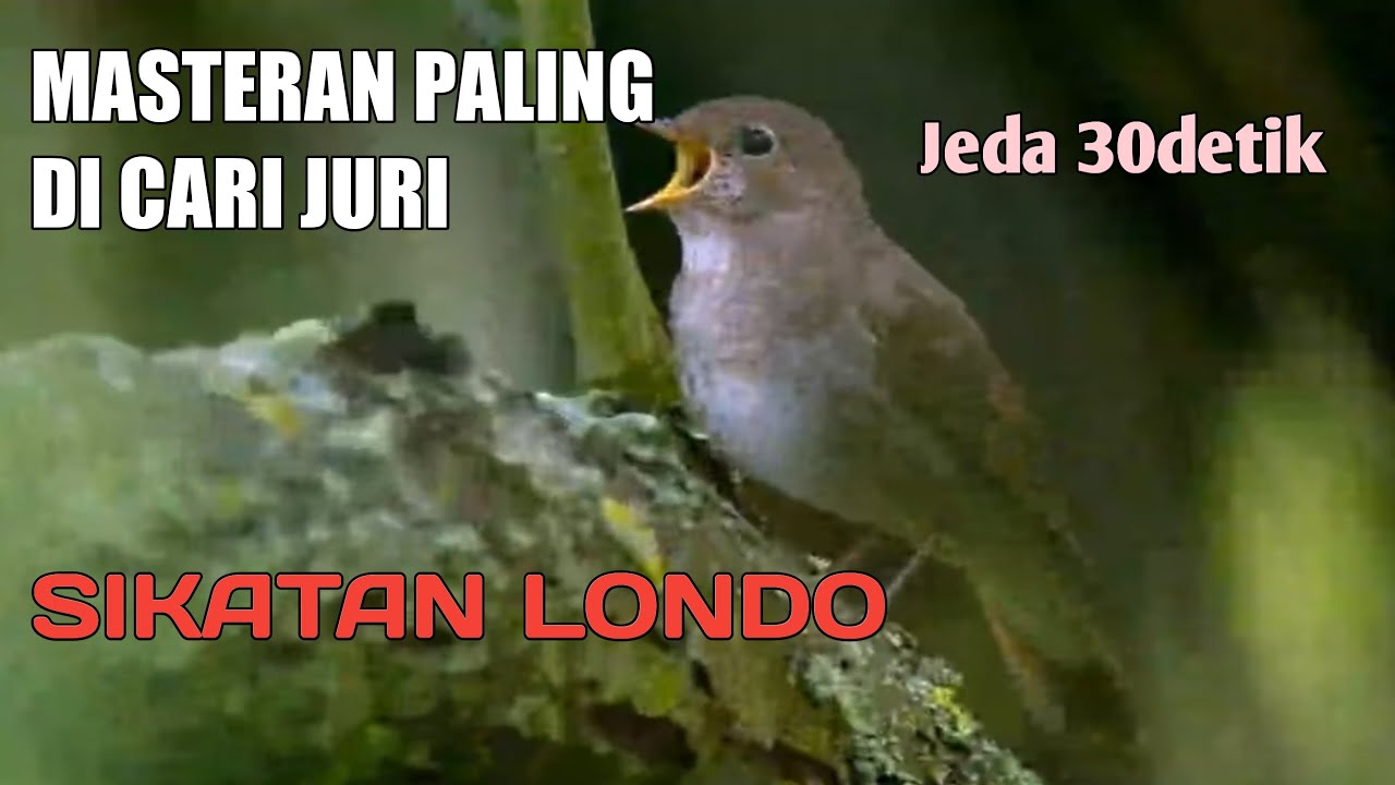 Masteran paling di sukai juri SIKATAN LONDO suara jernih jeda 30detik,cocok buat burung lomba