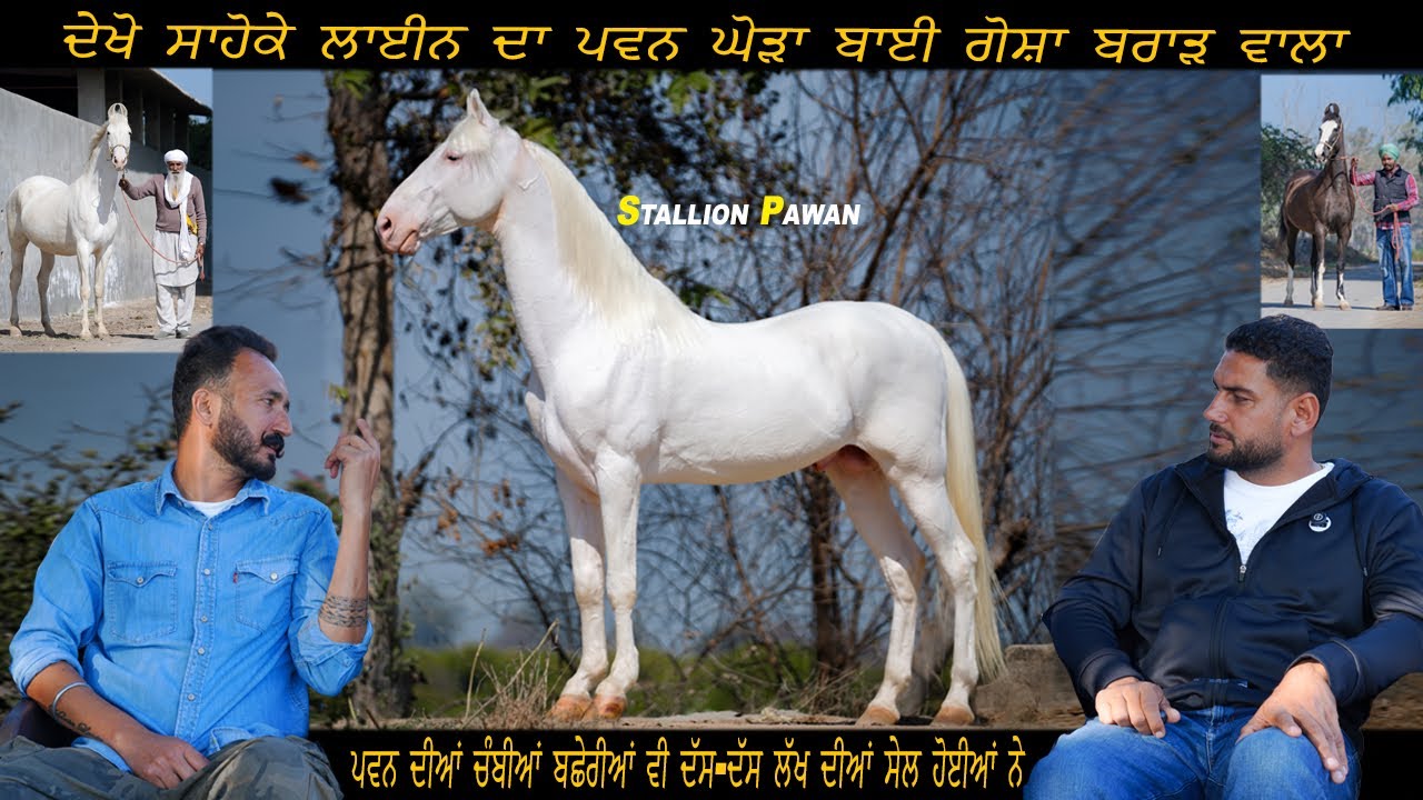 Stallion Pawan ਪਵਨ ਦੀਆਂ ਚੰਬੀਆਂ ਬਛੇਰੀਆਂ ਵੀ ਦੱਸ-ਦੱਸ ਲੱਖ ਦੀਆਂ ਸੇਲ ਹੋਈਆਂ ਨੇ #beanttulewal 