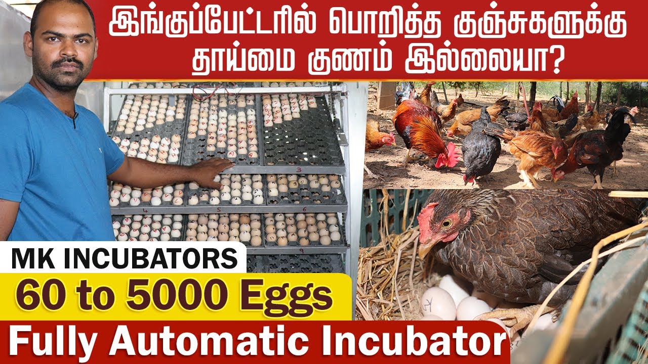 நாட்டுக்கோழிப்பண்ணையில் தரமான Incubator-ரை தேர்வு செய்வது எப்படி ?விளக்கும் பண்ணையாளர் #MkIncubators