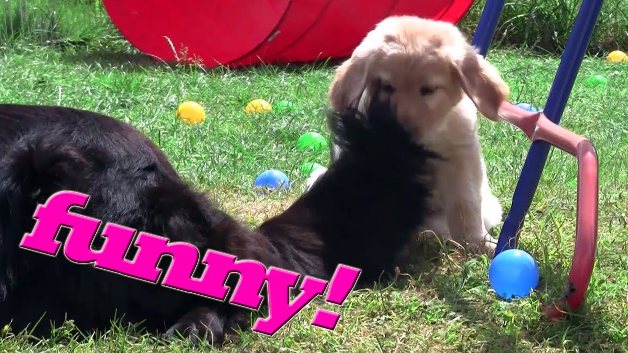 9 Cute Hovawart Dog Puppies