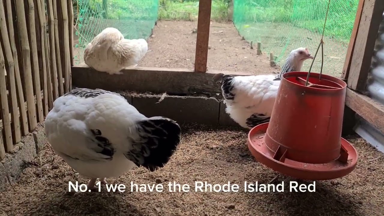 From Forage to FIGHTS: Free Range Farming vs. Gamefowl Breeding. Which is more PROFITABLE?