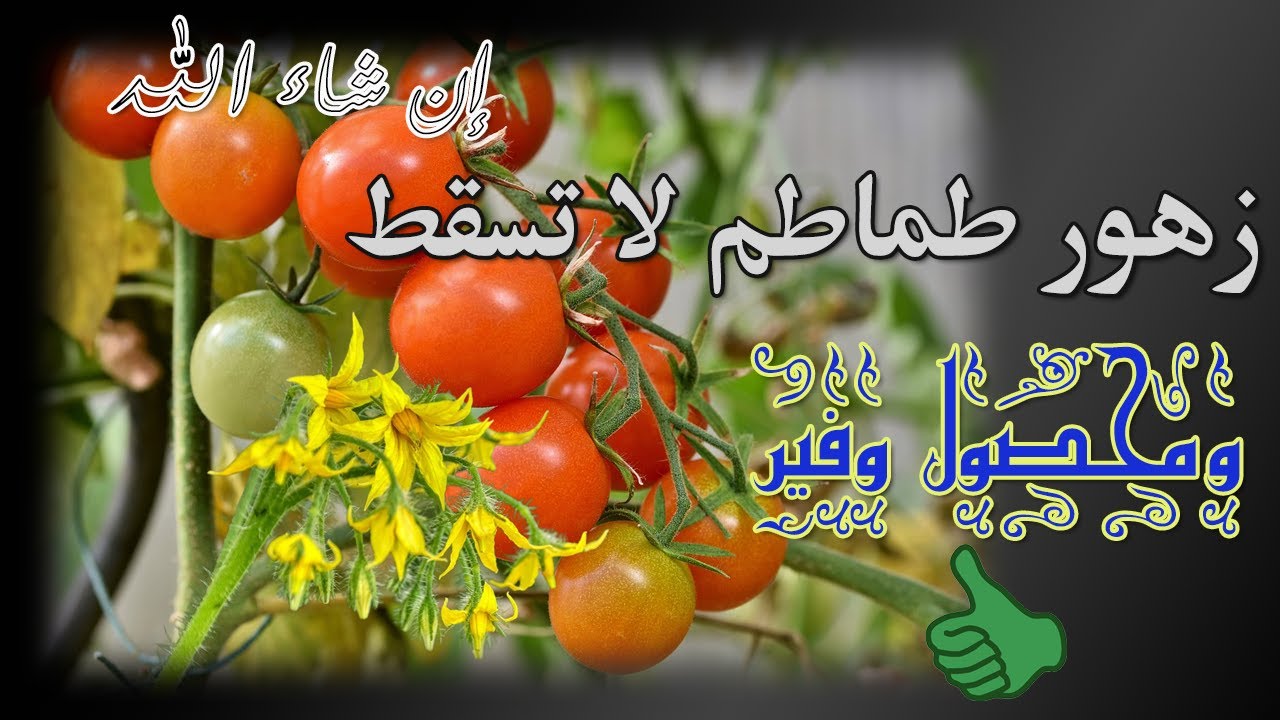 لعدم تساقط ازهار الطماطم وزيادتها وموعد الري