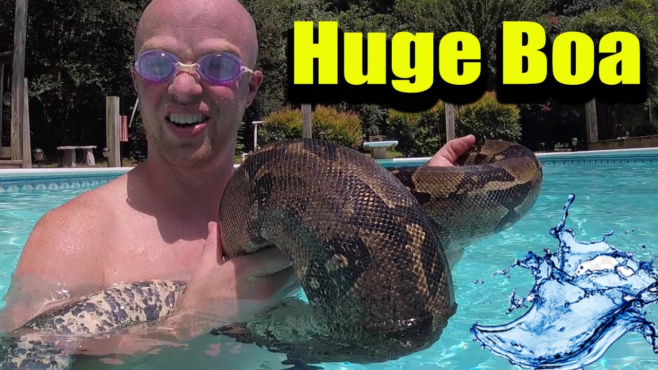 How big do RED TAIL boa constrictors get?!?!