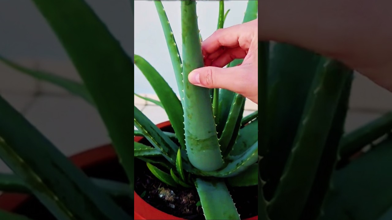 Las 10 PLANTAS m&aacute;s INCRE&Iacute;BLES para la SALUD 🌿🌸 #plantas #jardin #salud #saludable