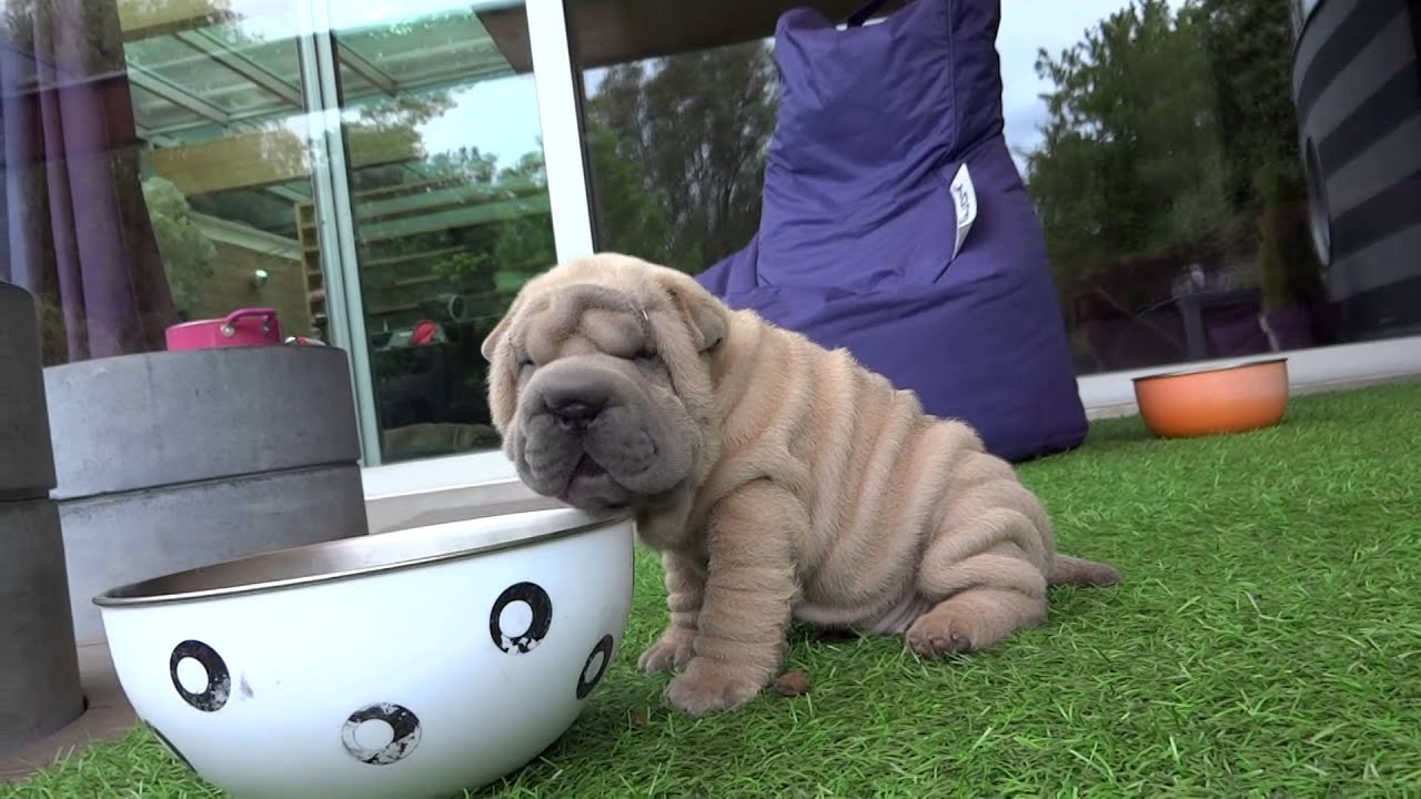 sharpei pups playing at 6.5 weeks