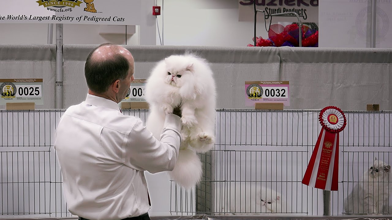 Brian Moser's longhair kitten final at the 2015 CFA International