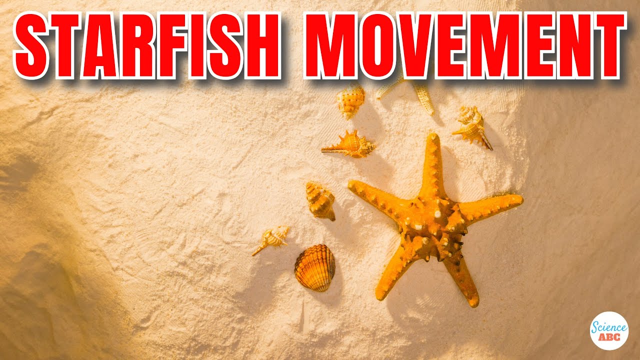 How Do Starfish Move?