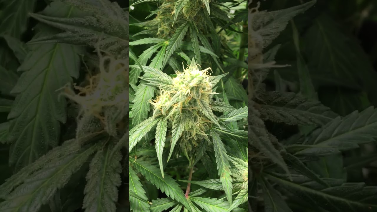 #Marshydro #TS600 #Autos #Week8 #BlueberryKush #GrapeCookies #GodsGreenCrack #JamRock