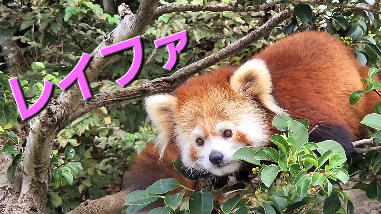 【目もぱっちり！涼しくなり表情も変わったレッサーパンダのレイファ】～Nishiyama Zoo Red Pandas～