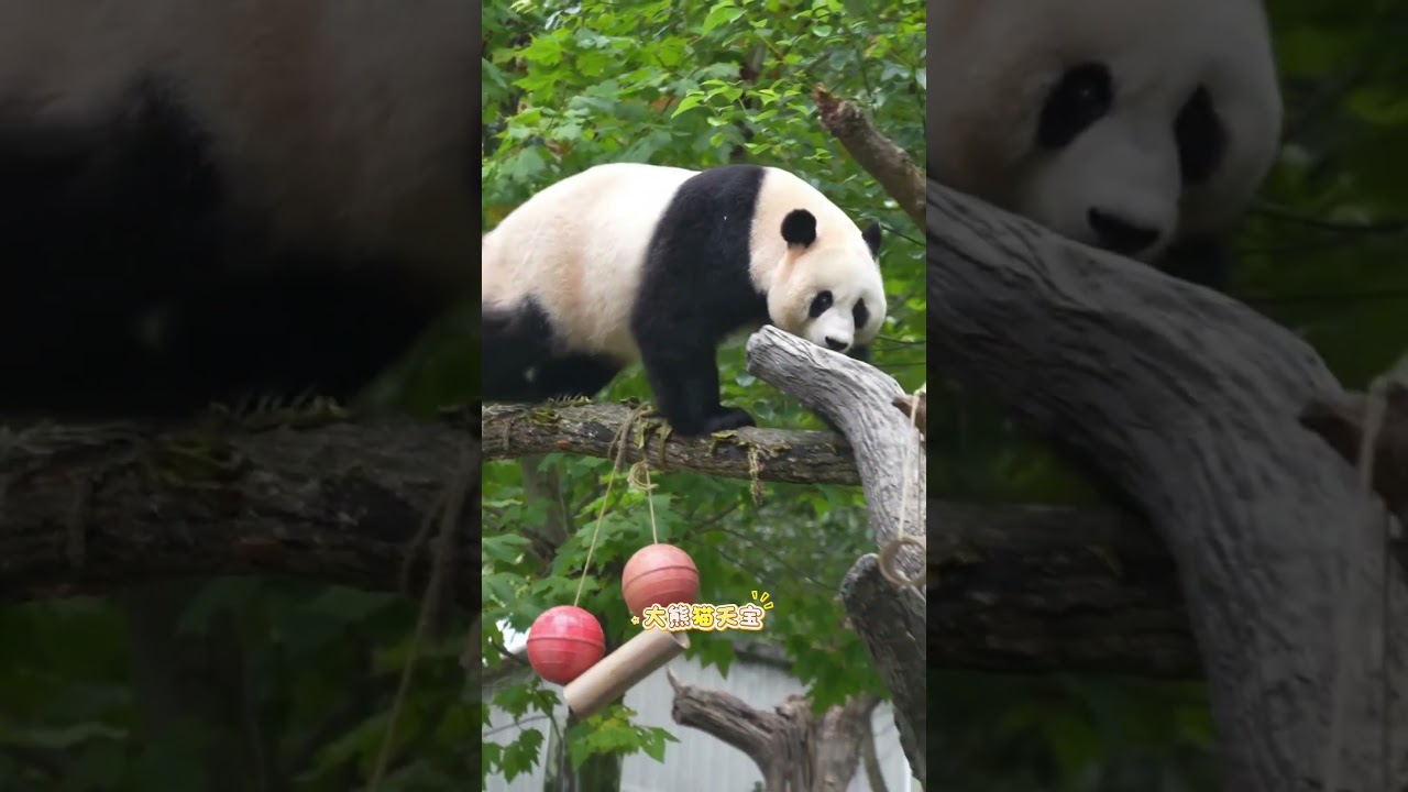 What a close call! Luckily the panda reacted fast and got out of the way. #panda #funny