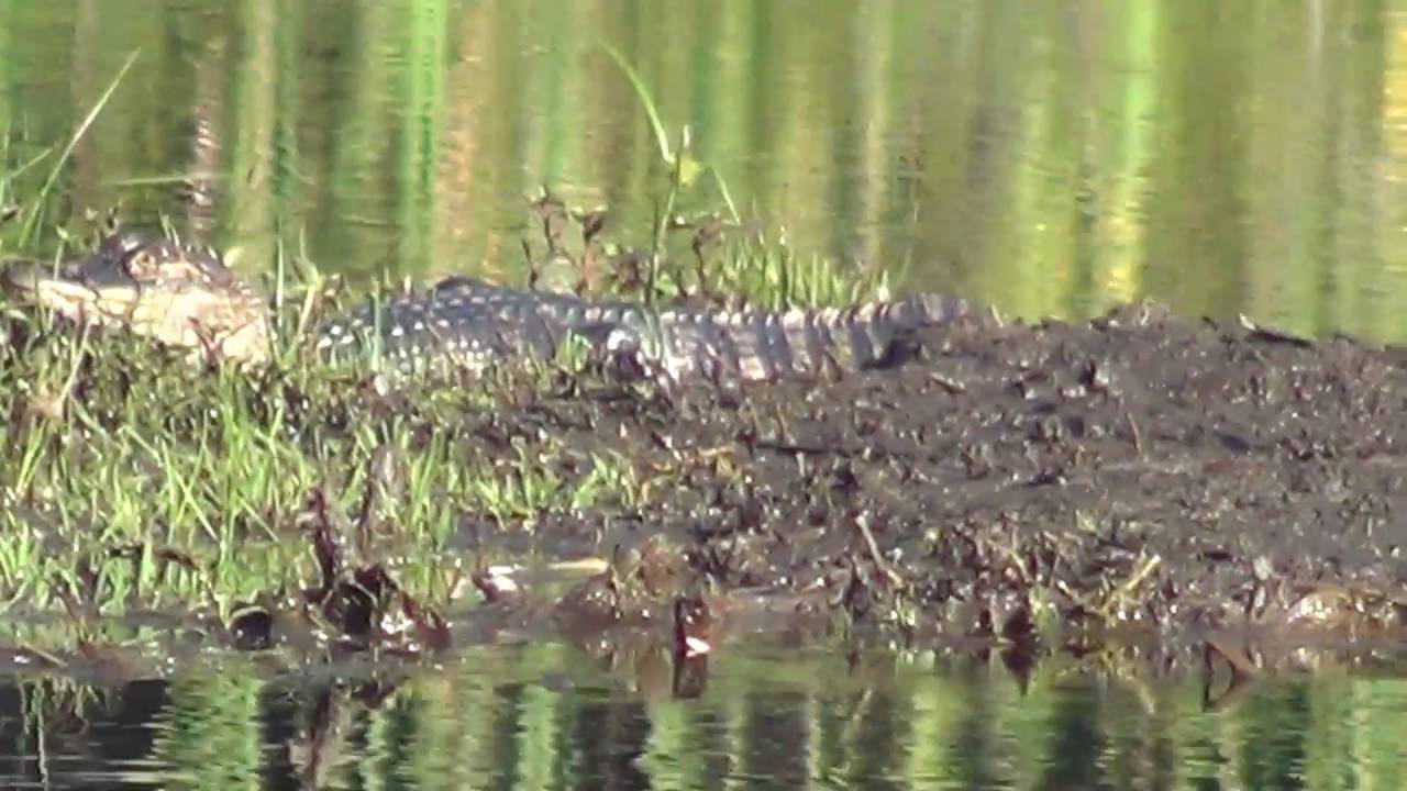 How to call an alligator
