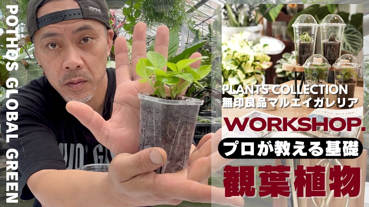 【無印良品ワークショップ】ポトスで学ぶ観葉植物の増やし方の基礎　#無印良品 #観葉植物のある暮らし  