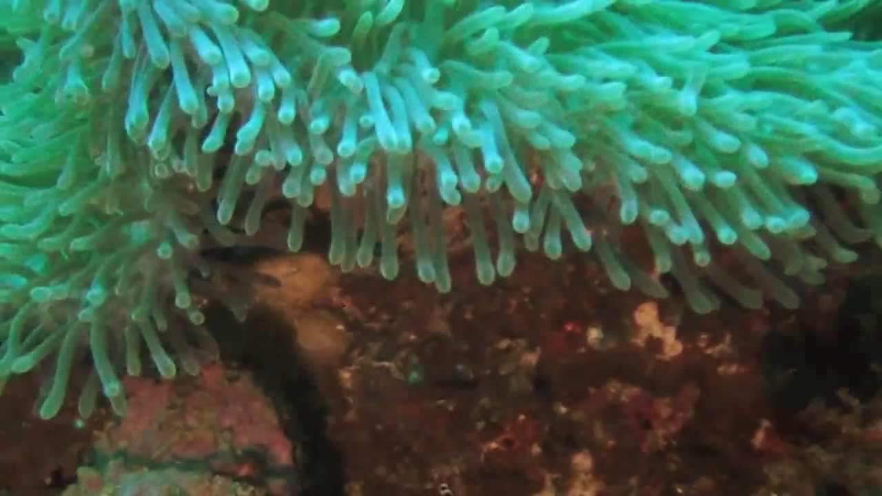 Walindi resort day 3