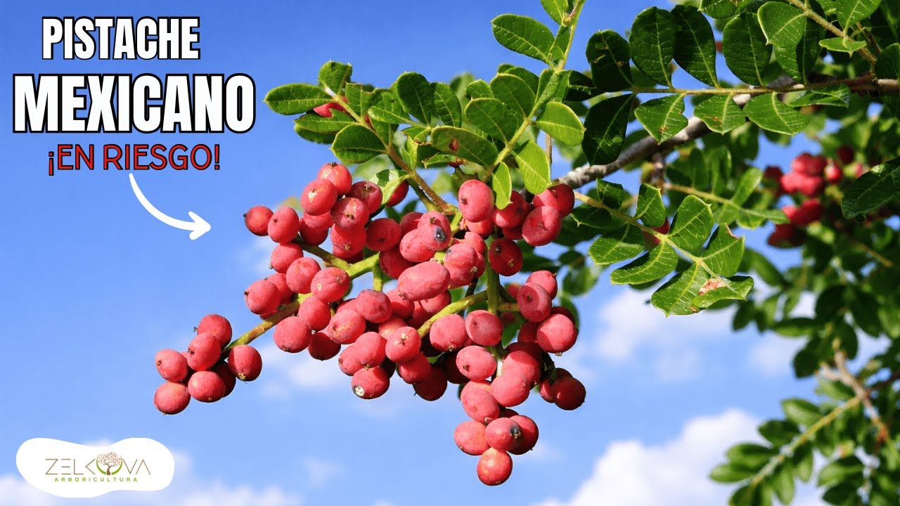 Lantrisco: Árbol Nativo en Riesgo I Pistacia mexicana