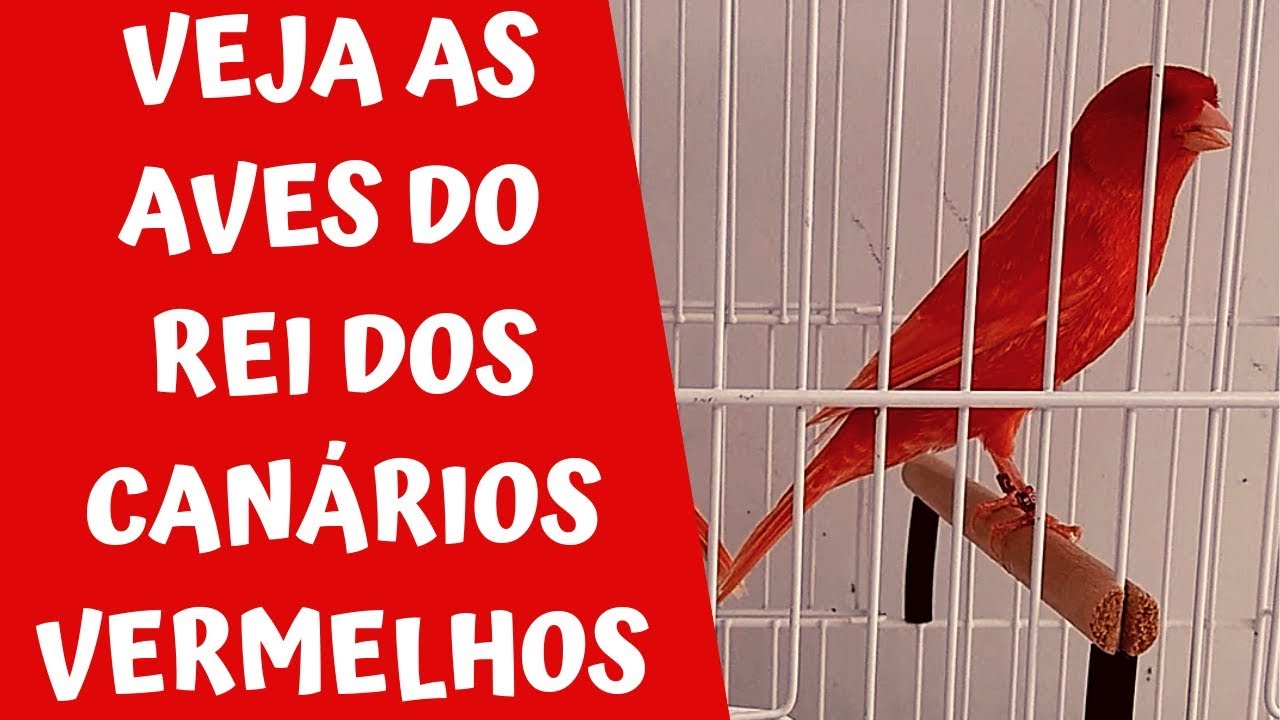VEJA AS AVES DO REI DOS CANÁRIOS VERMELHOS