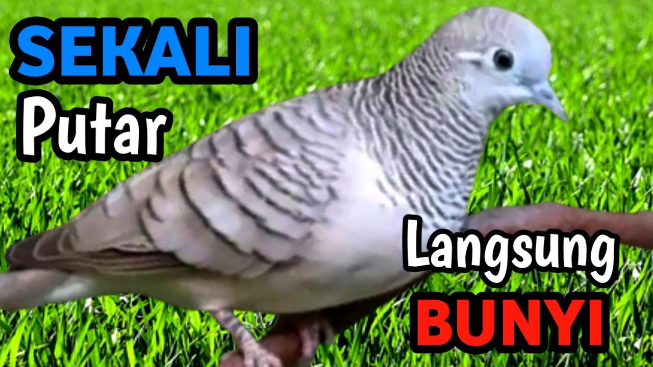 Masteran Perkutut Suara Alam Sungai Jernih | Natural River Sound for Champion Bird