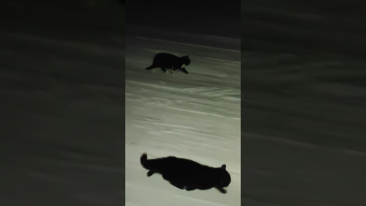 Поход за вечерним молоком 🐈🐈‍⬛🐈‍⬛