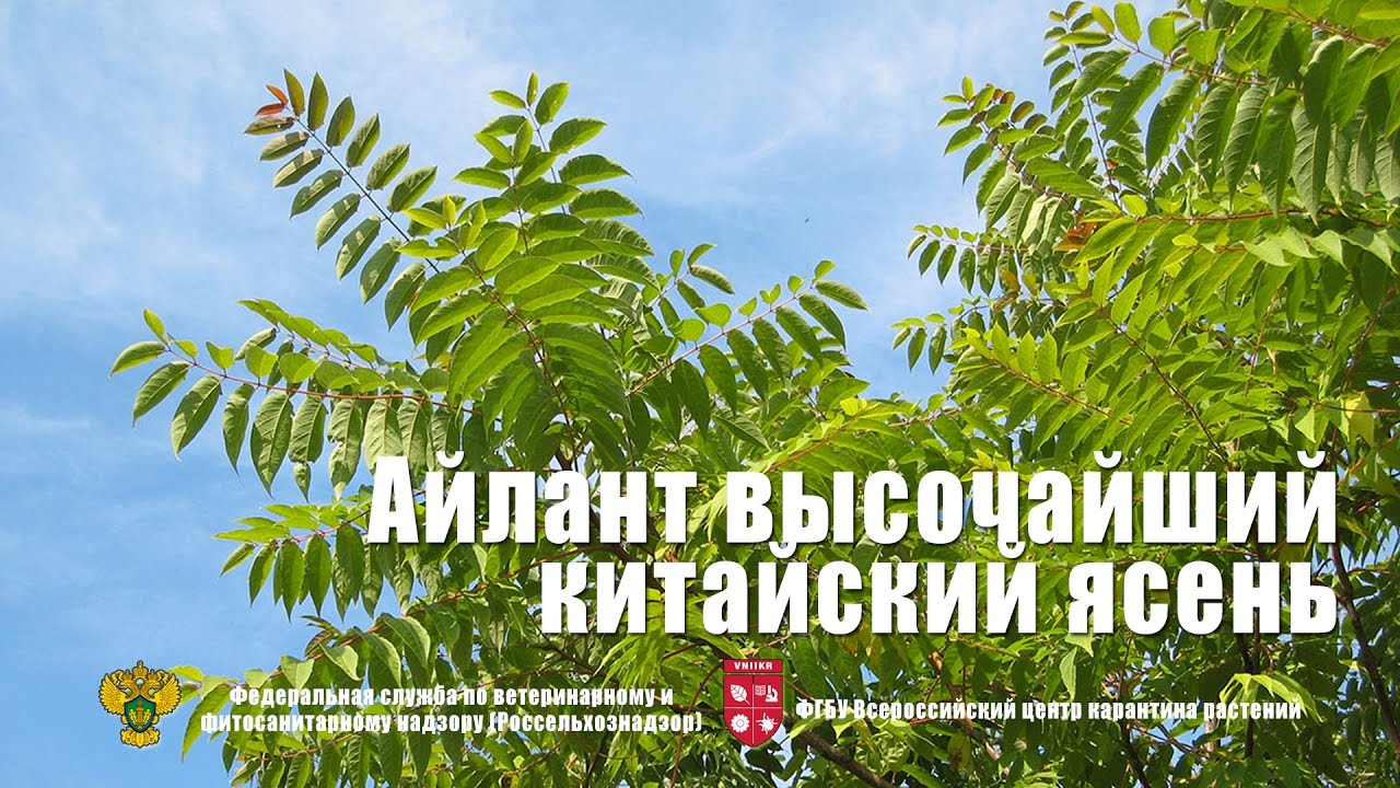 Айлант высочайший, китайский ясень (Ailanthus altissima (Mill.) Swingle)