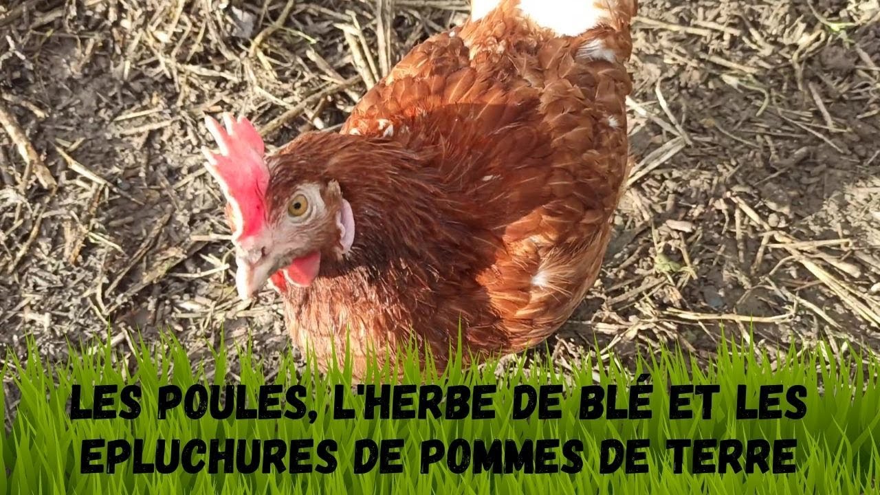 Les Poules et l'Herbe de Blé et les Epluchures de Pommes de Terre 🙏