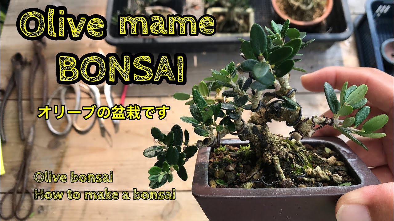 Olive mame bonsai How to make a bonsai姫オリーブ剪定針金掛けしました。