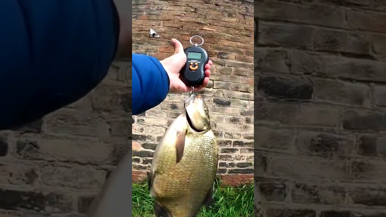 ЛЕЩ 303 #angeln #fishing #рыбалка #p&ecirc;che #釣魚
