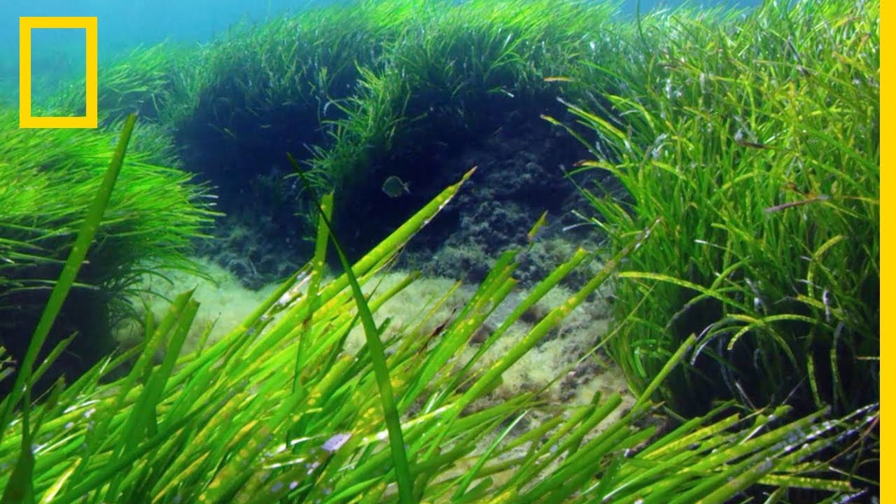 La posidonie, la plante qui sauve les océans